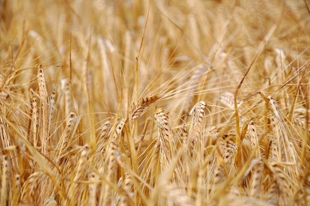 Photo Farmers, Agriculture